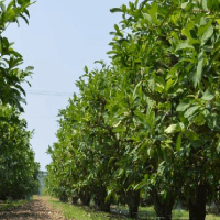 禾利多生物公司擁有高精尖的生物發(fā)酵技術型人才